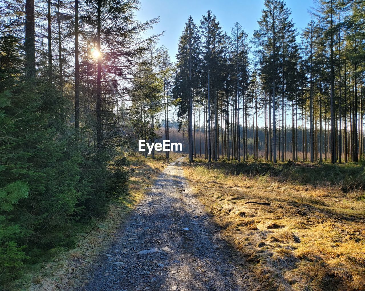 Trees in forestin winter with sunrays