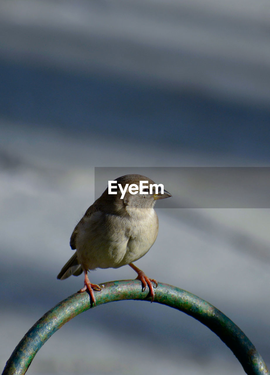 Close-up of bird perching on a branch