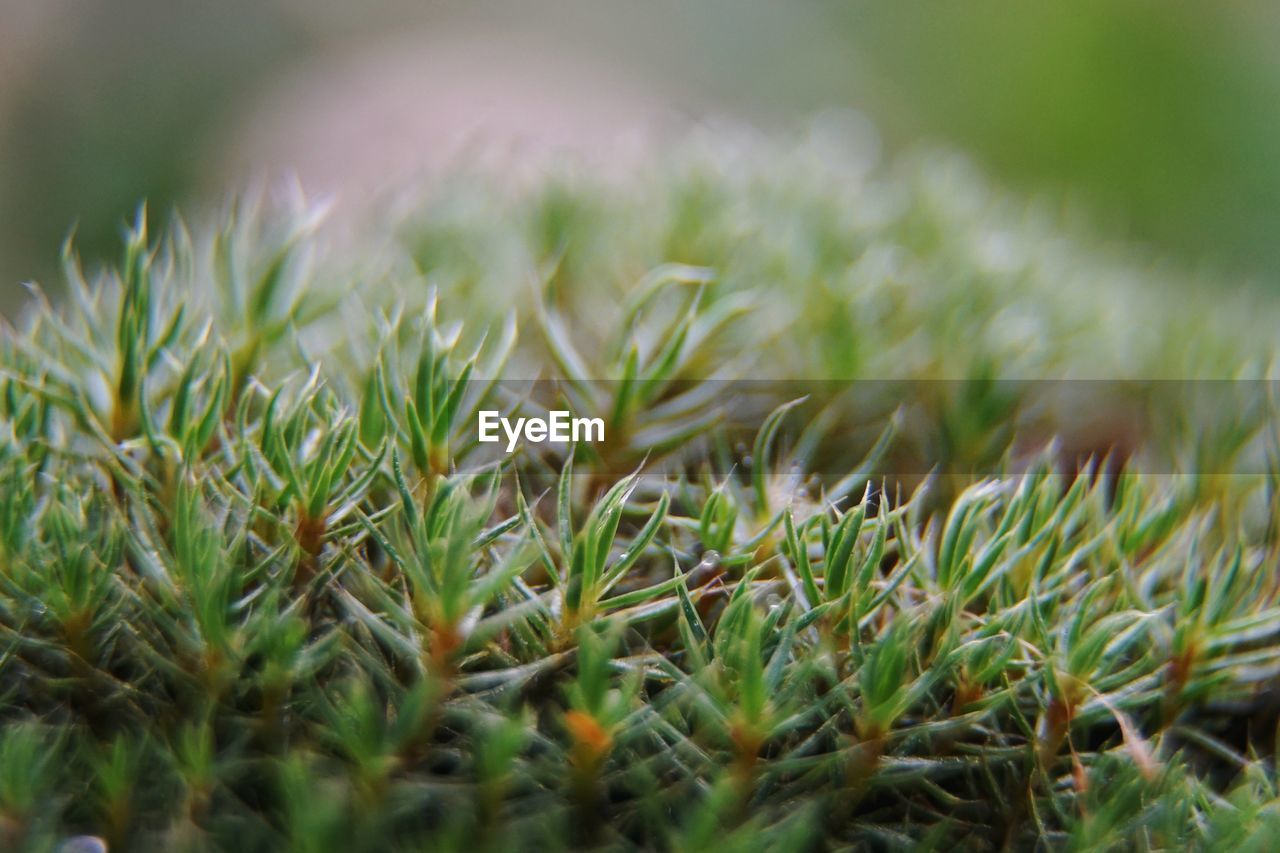 CLOSE-UP OF PLANT ON FIELD