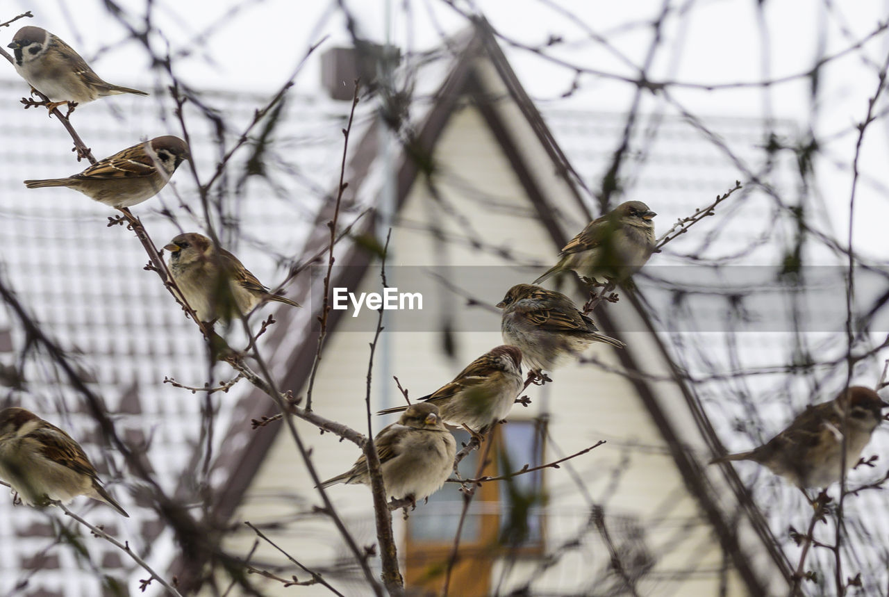 Sparrows on branches
