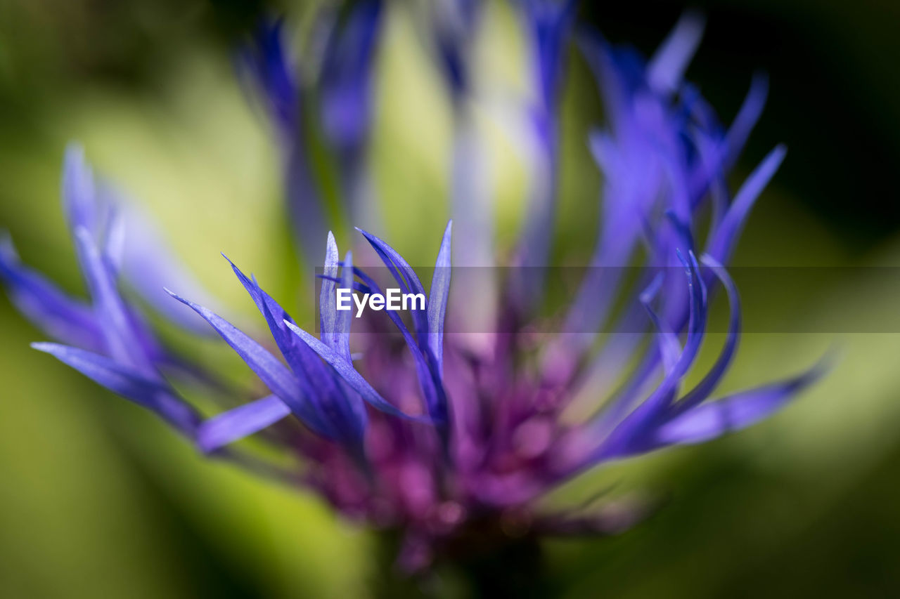 CLOSE-UP OF PURPLE FLOWER AND LEAVES