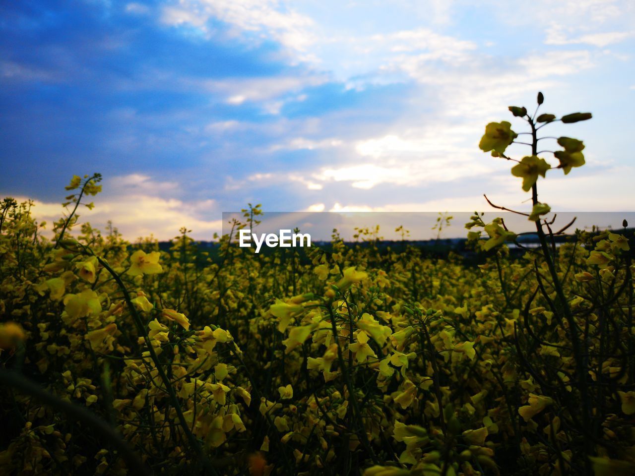 SCENIC VIEW OF FLOWERING PLANTS AGAINST SKY