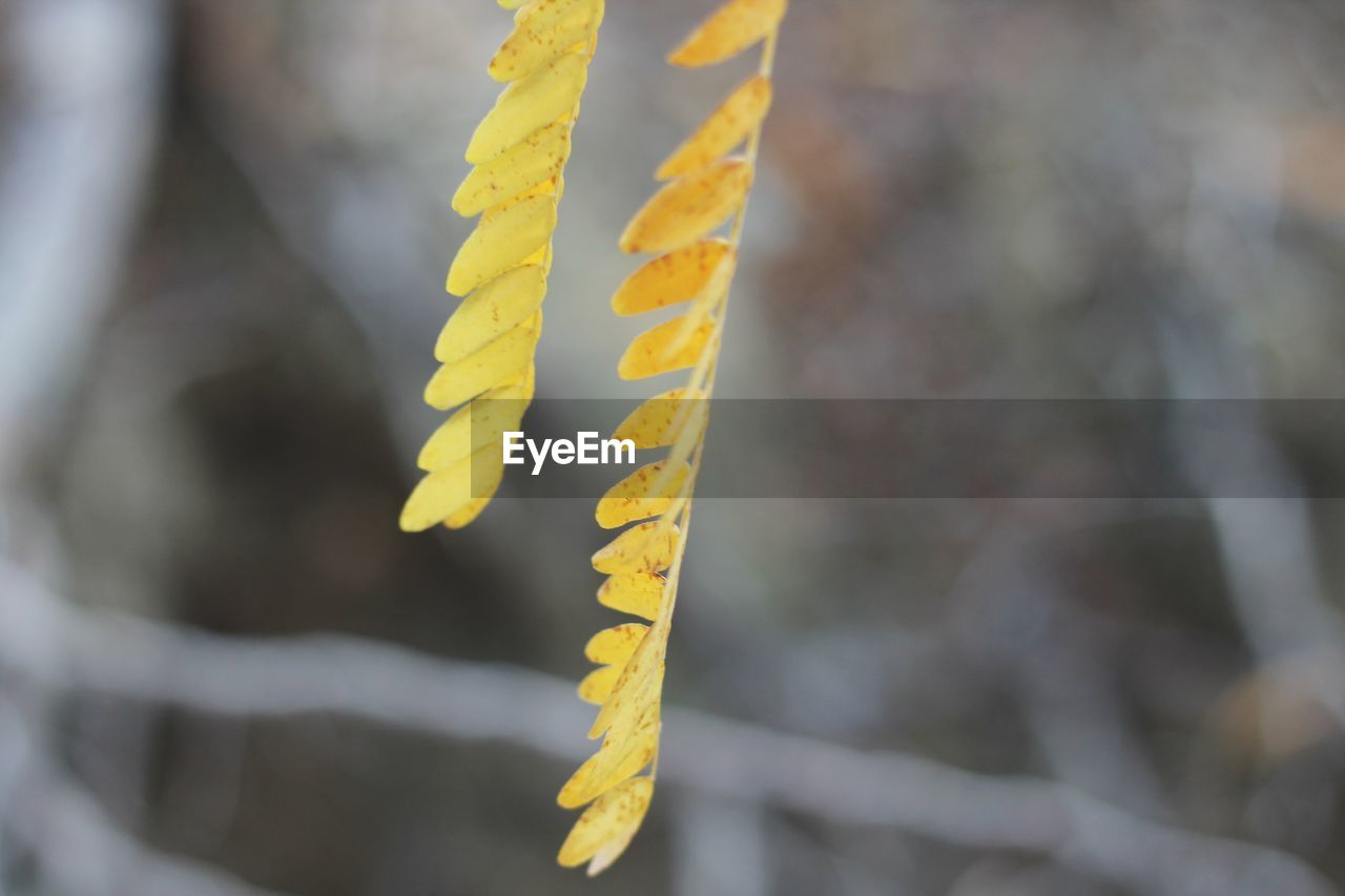 CLOSE-UP OF YELLOW LEAVES HANGING ON PLANT