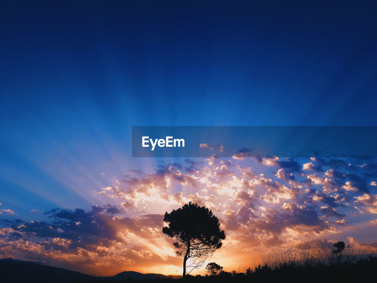 Low angle view of tree against blue sunset sky