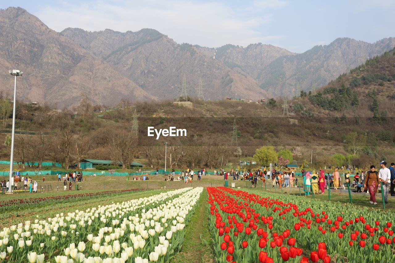 People on field by mountains against sky, tulip garden srinagar kashmir spring 2021