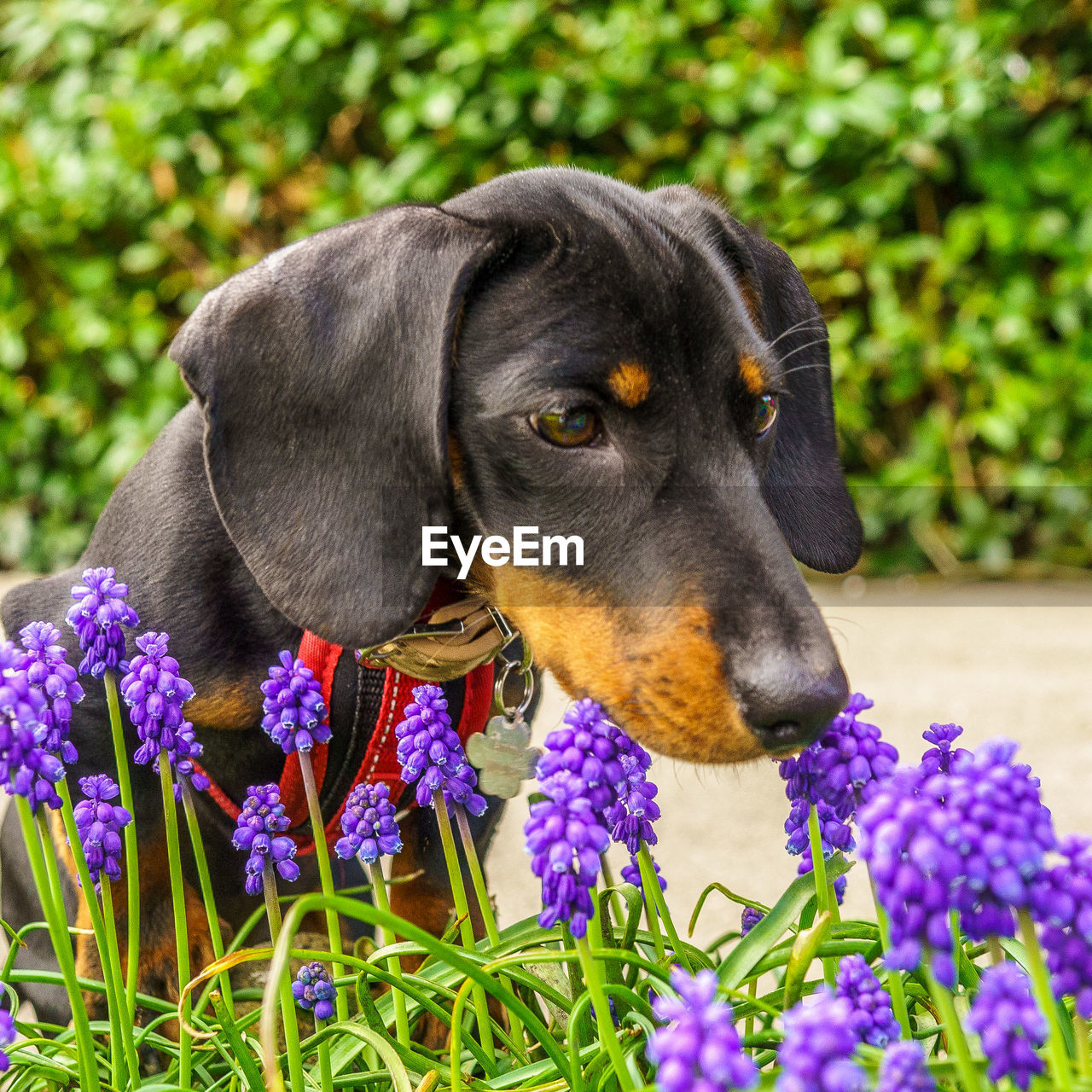 Close-up of dog on purple flower