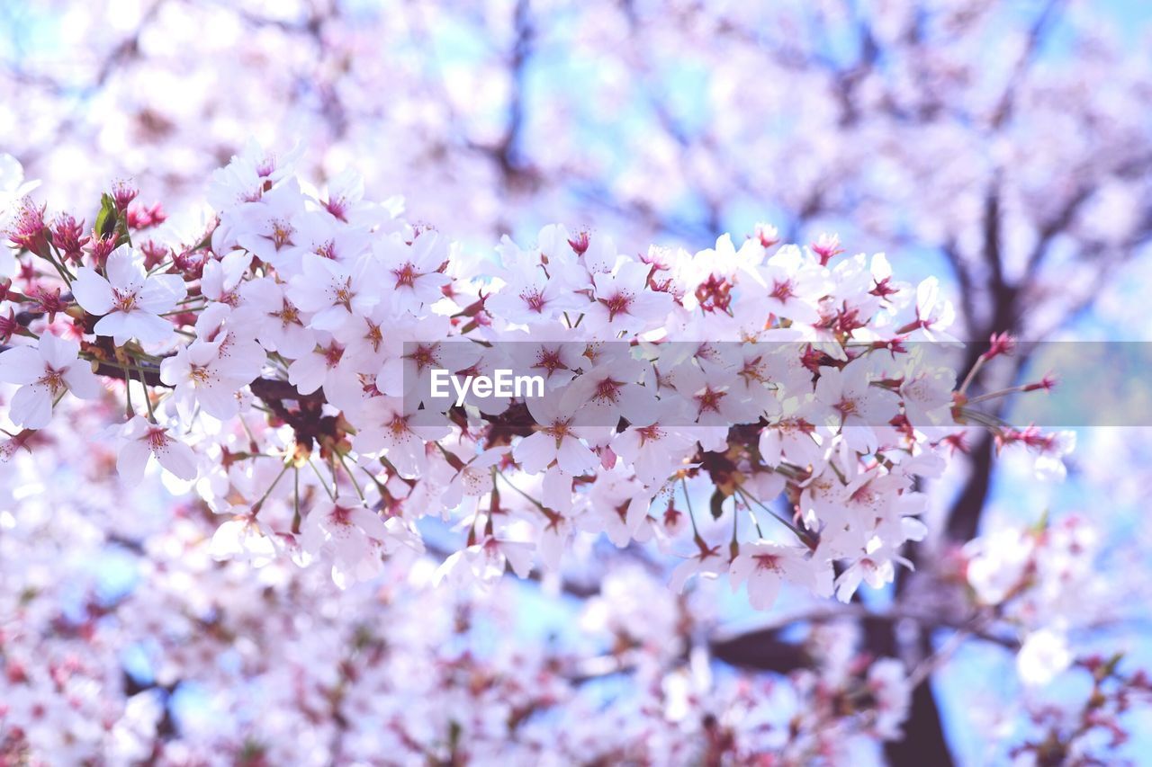 CLOSE-UP OF PINK FLOWERS ON BRANCH