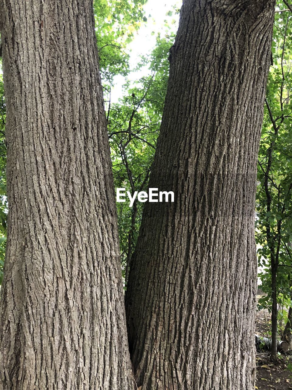 CLOSE-UP OF TREE TRUNK AMIDST PLANTS