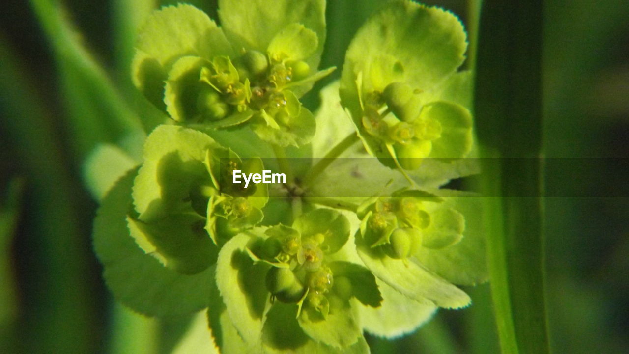 CLOSE-UP OF FRESH GREEN PLANT IN SUNLIGHT