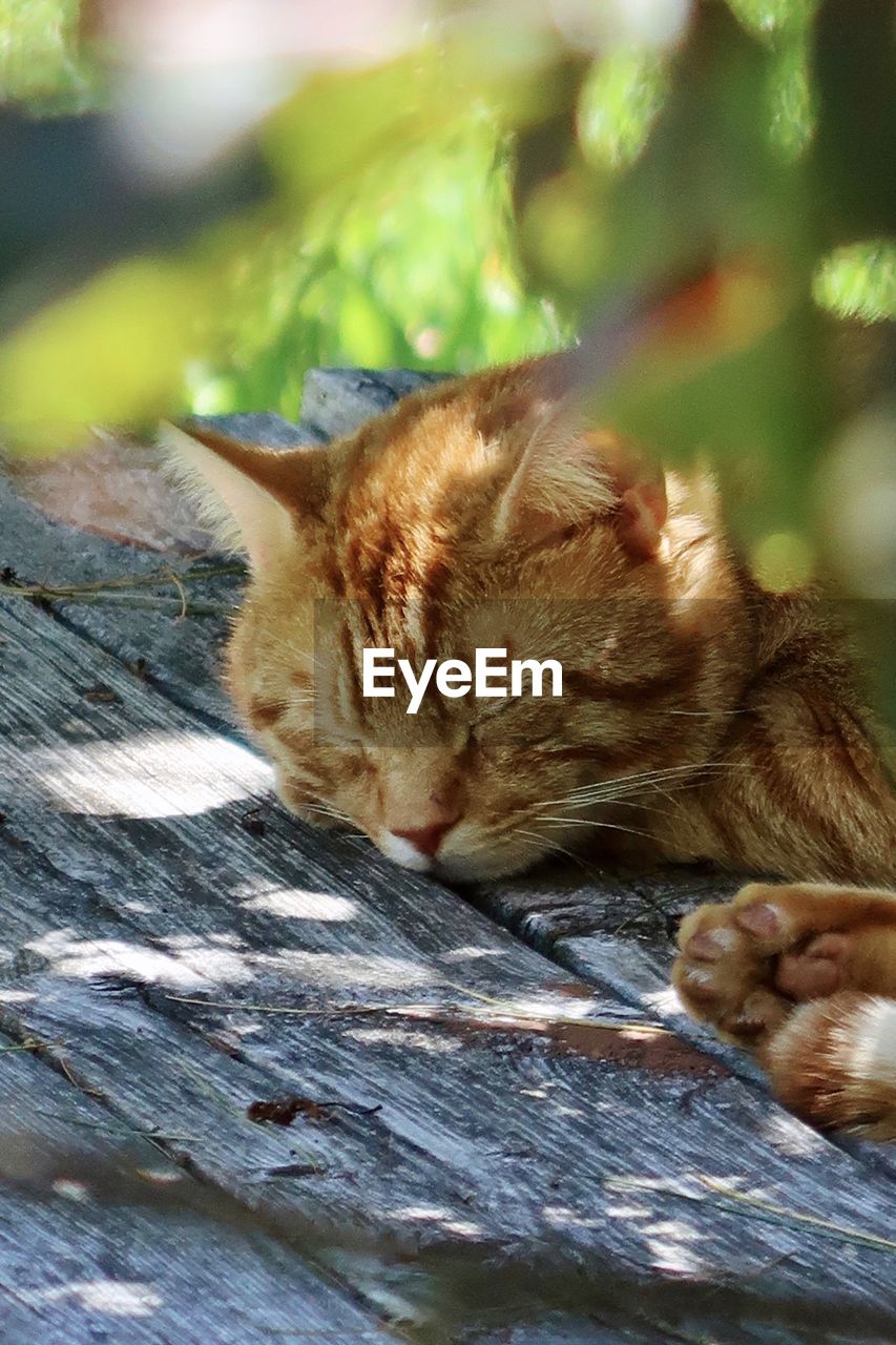 Orange tabby cat outdoors