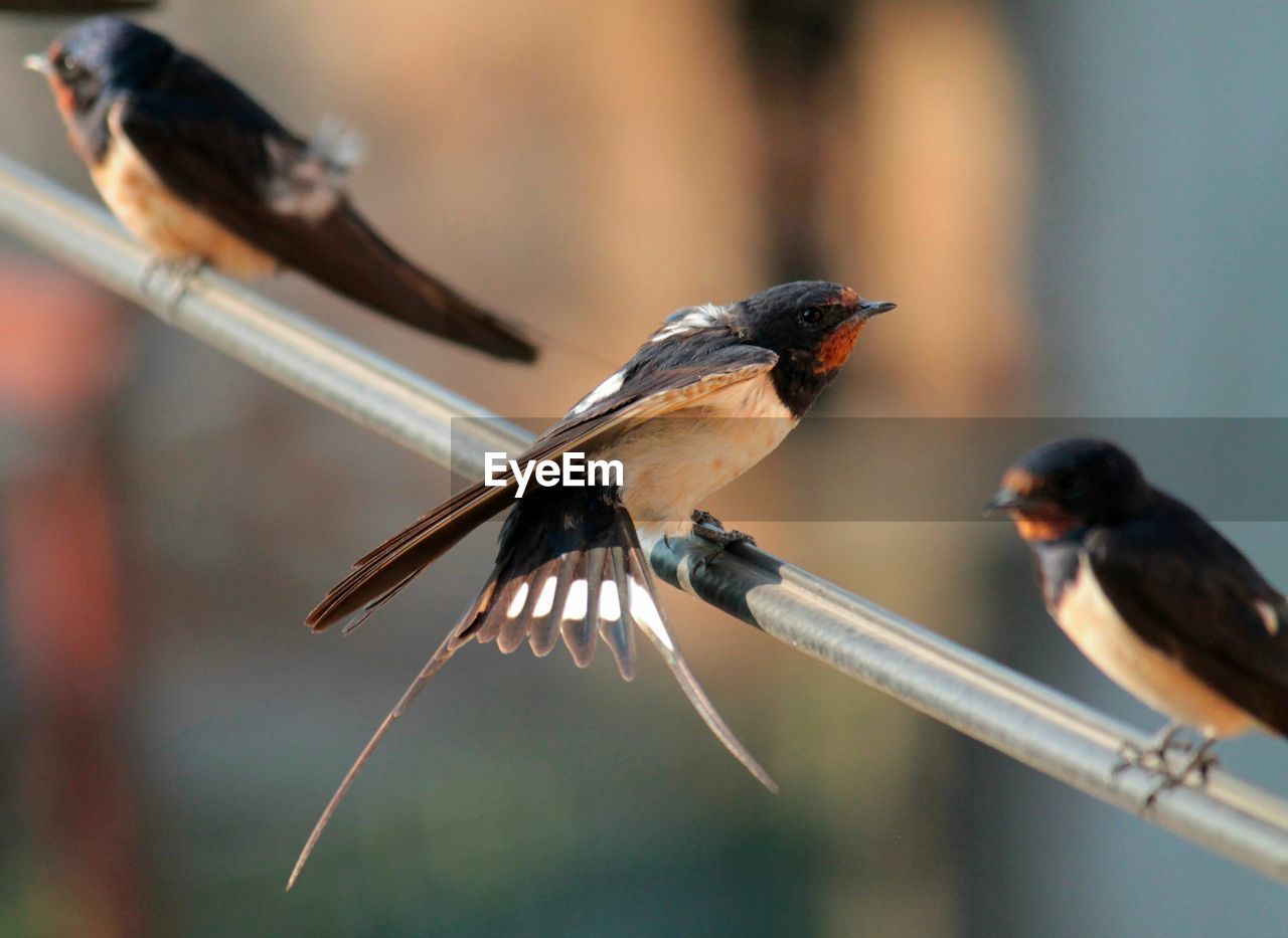 Swallows perching on railing