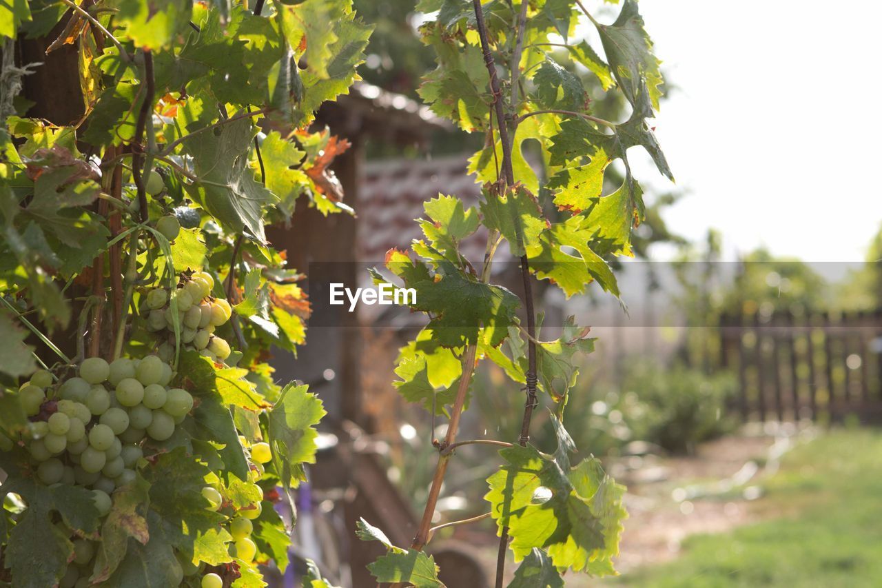 CLOSE-UP OF GRAPES GROWING ON PLANT