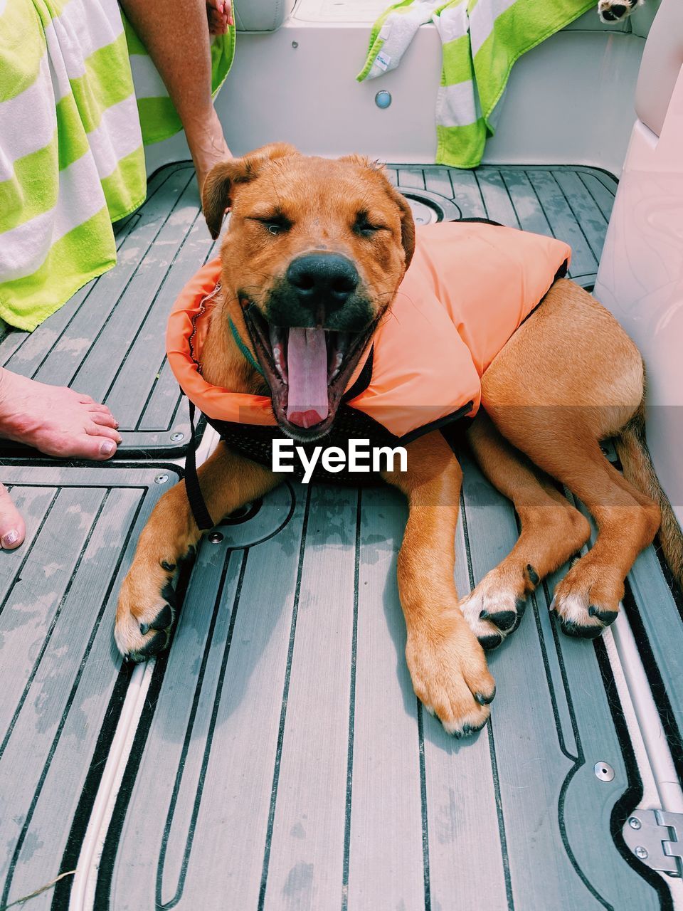Dog yawning on a boat