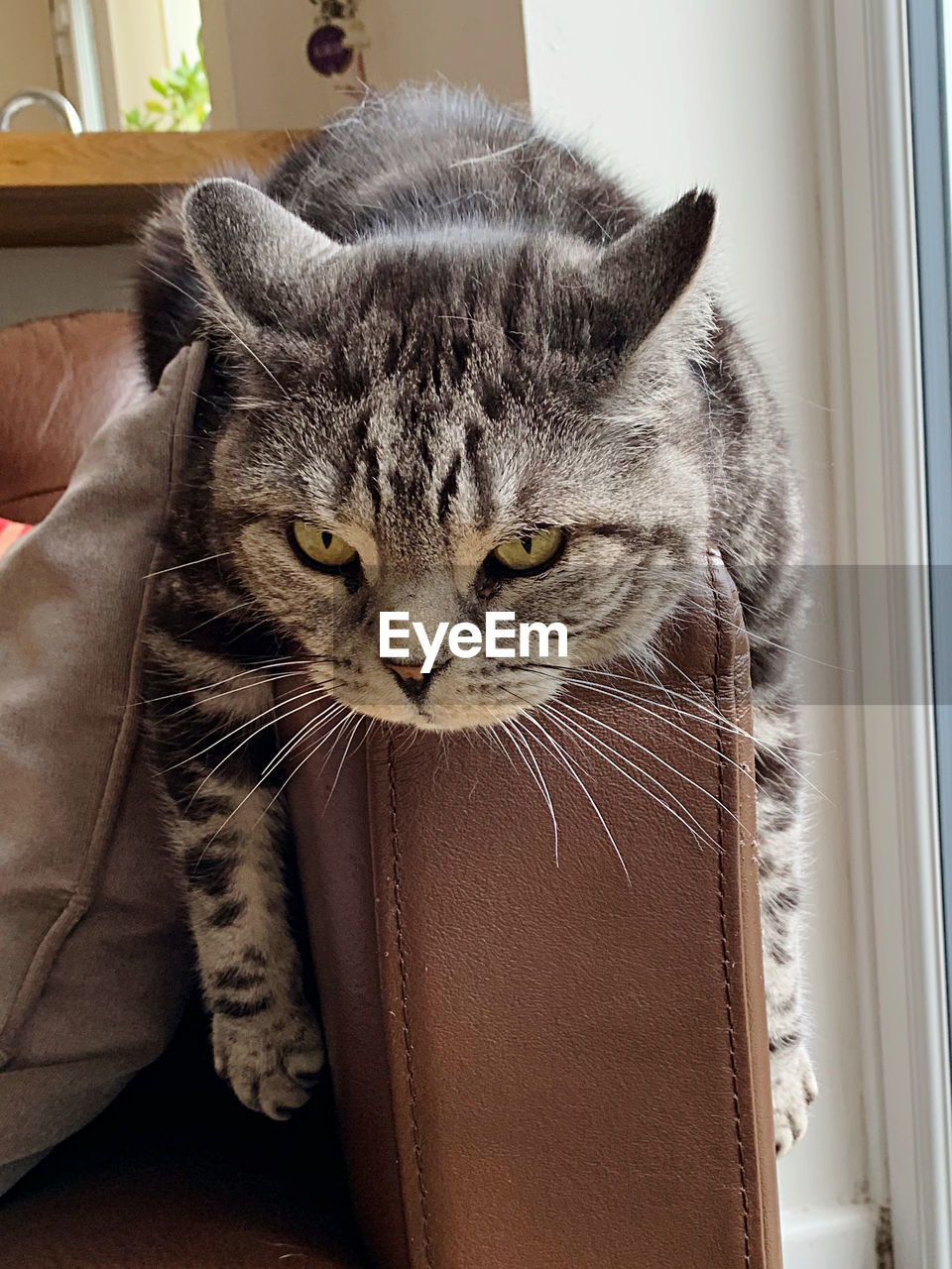 CLOSE-UP PORTRAIT OF A CAT AT HOME