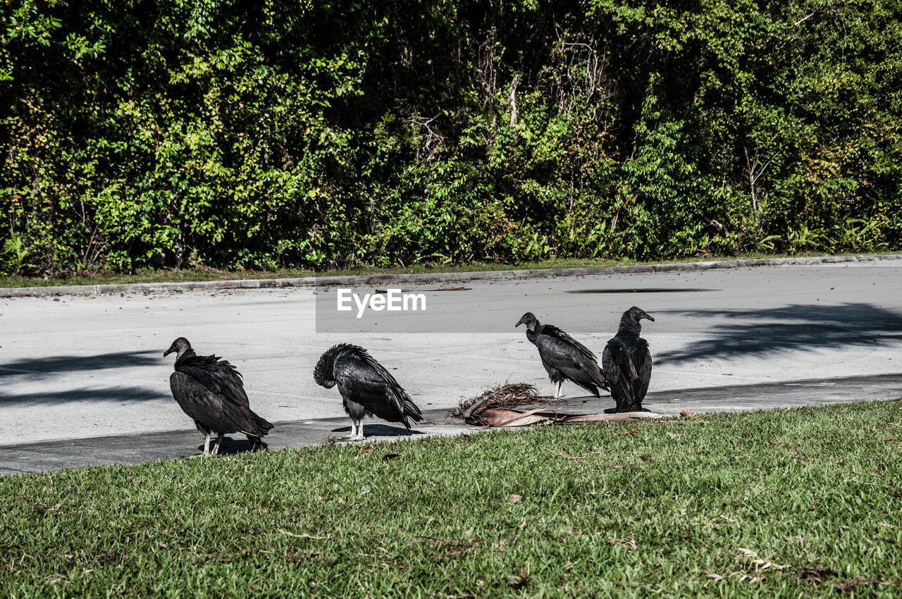 BIRDS PERCHING ON THE FIELD