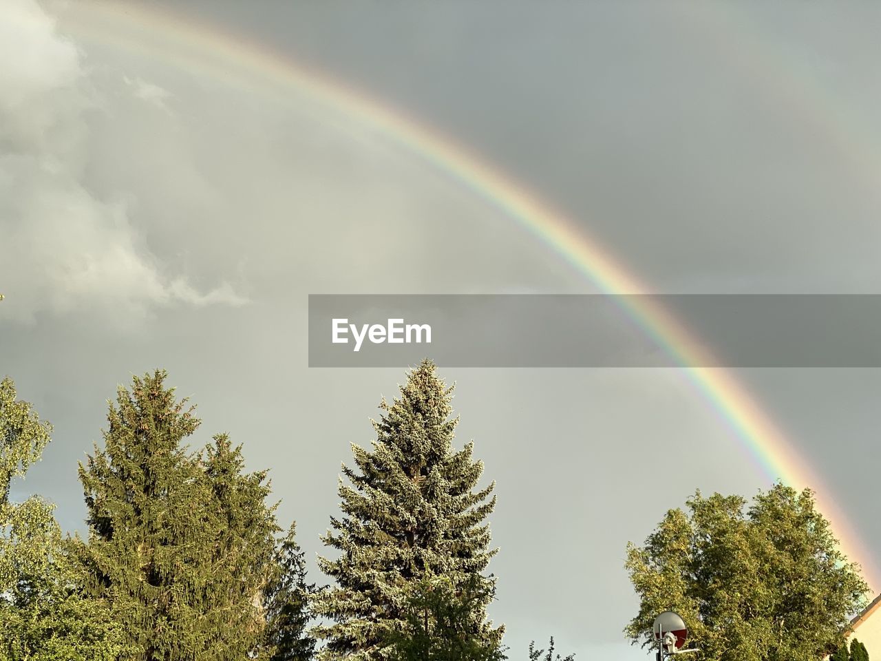 LOW ANGLE VIEW OF RAINBOW OVER TREES