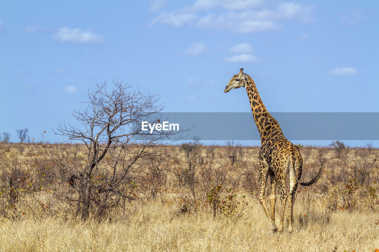 Giraffe standing on land against sky