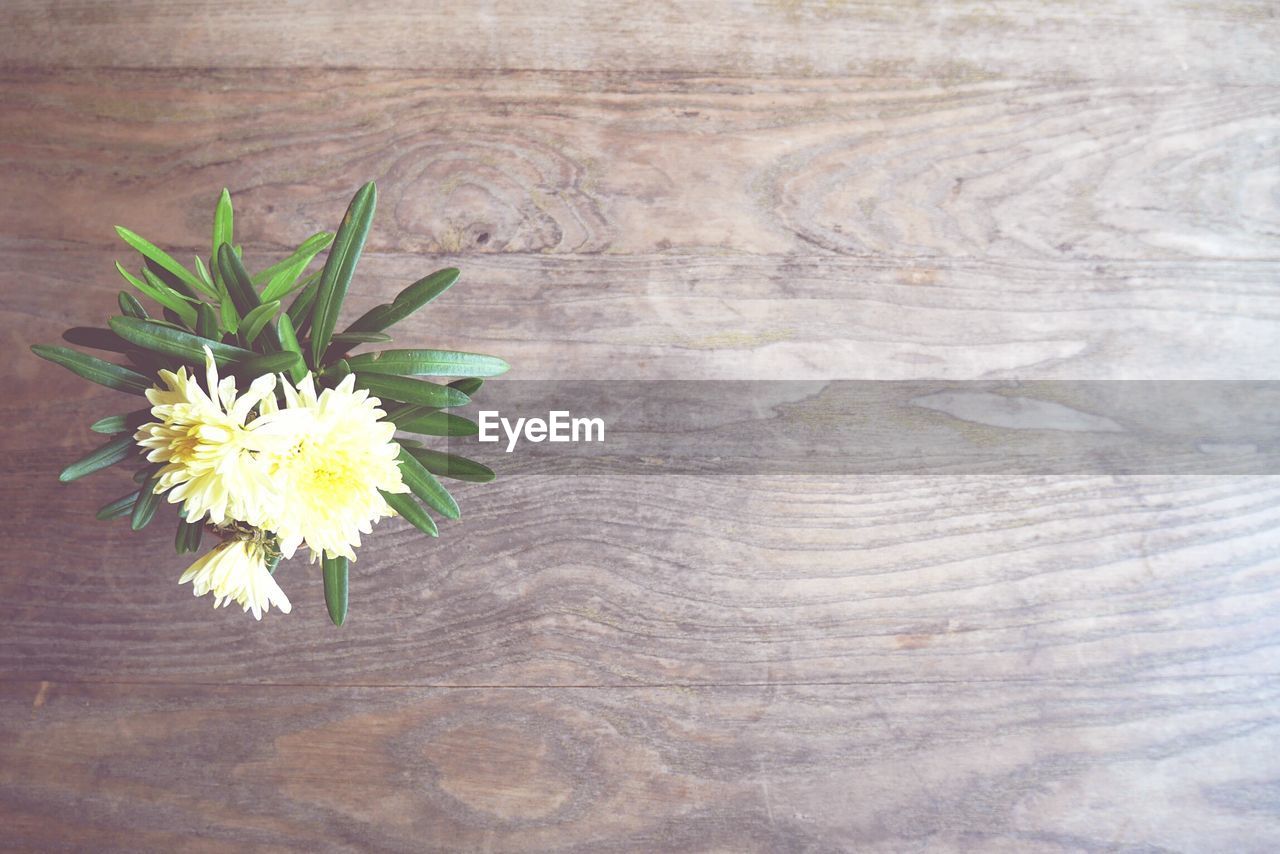 HIGH ANGLE VIEW OF FLOWERING PLANT ON TABLE IN SUNLIGHT