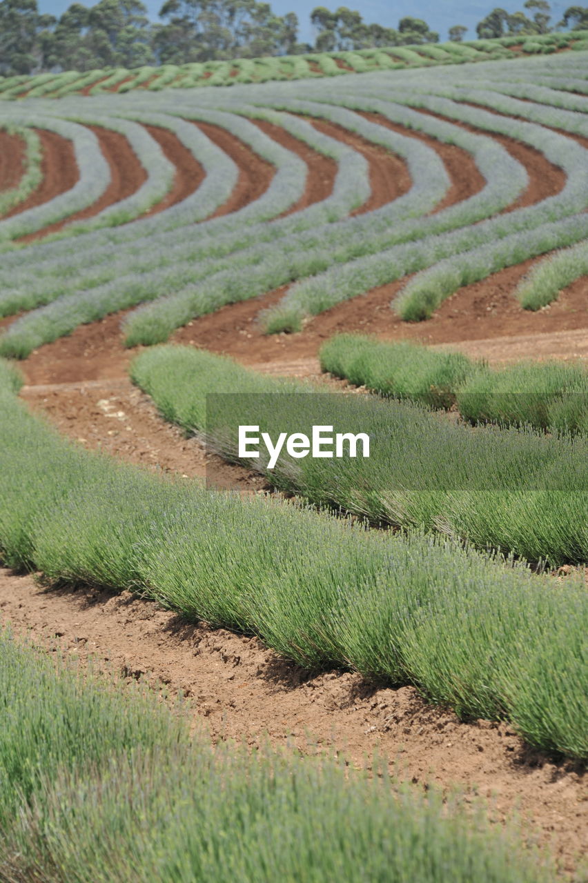 Scenic view of agricultural field