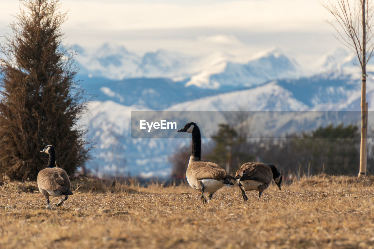 Canada geese walking on grassy field against snowcapped mountain
