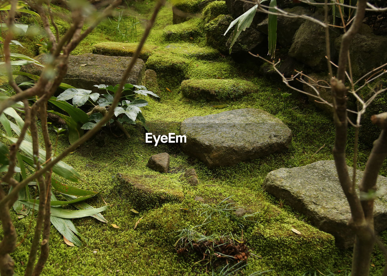 Moss growing on rocks in japanese garden