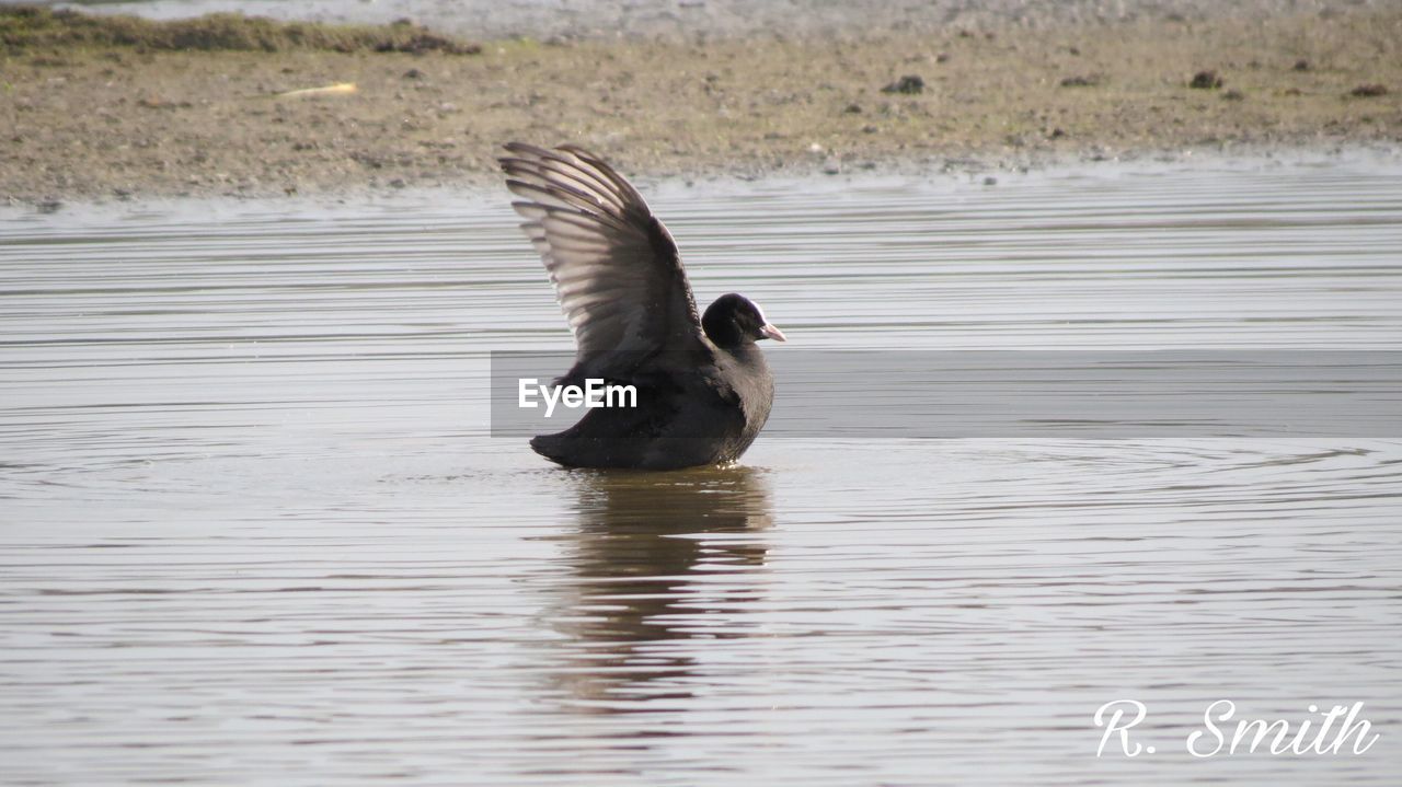 MALLARD DUCK ON LAKE