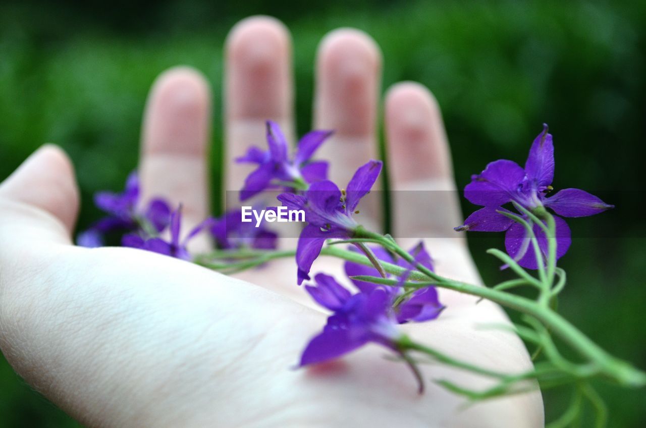 CLOSE-UP OF HAND HOLDING PURPLE FLOWERS