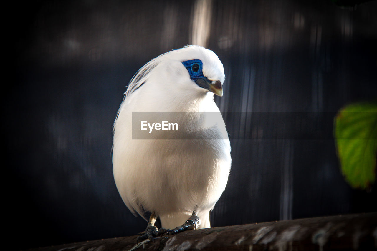 BIRD PERCHING ON A WOOD