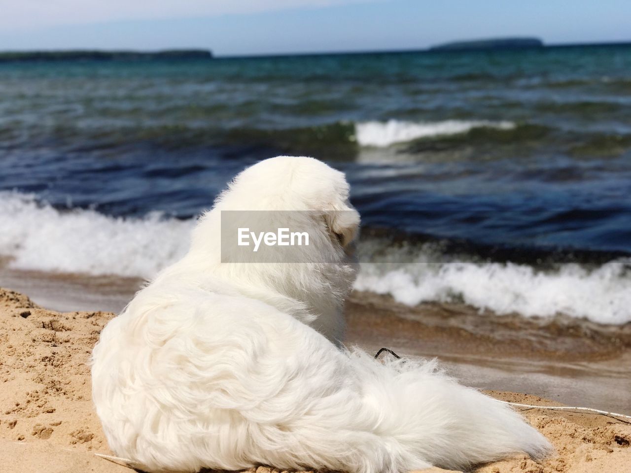 CLOSE-UP OF DOG ON SHORE