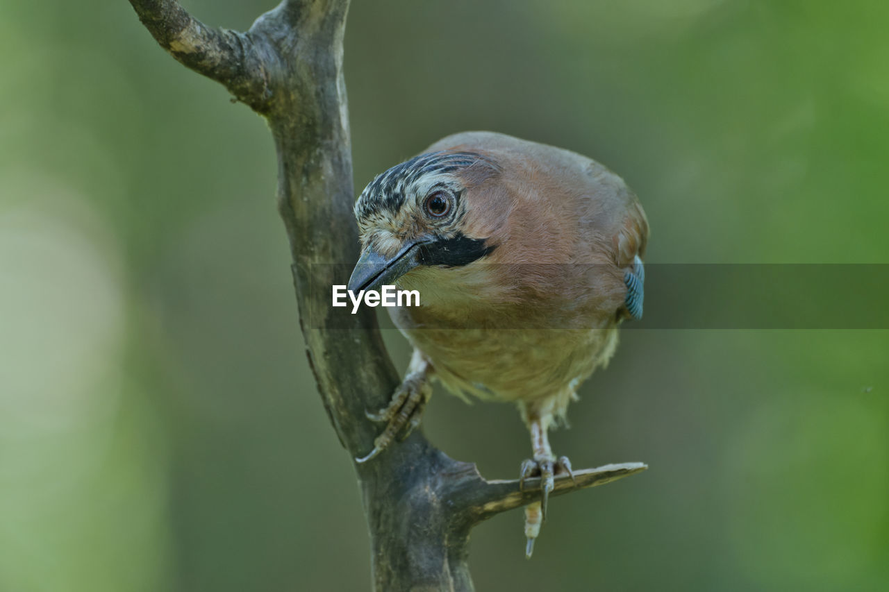 animal themes, animal, bird, animal wildlife, one animal, beak, wildlife, nature, perching, branch, close-up, tree, focus on foreground, no people, plant, outdoors, day, beauty in nature, full length