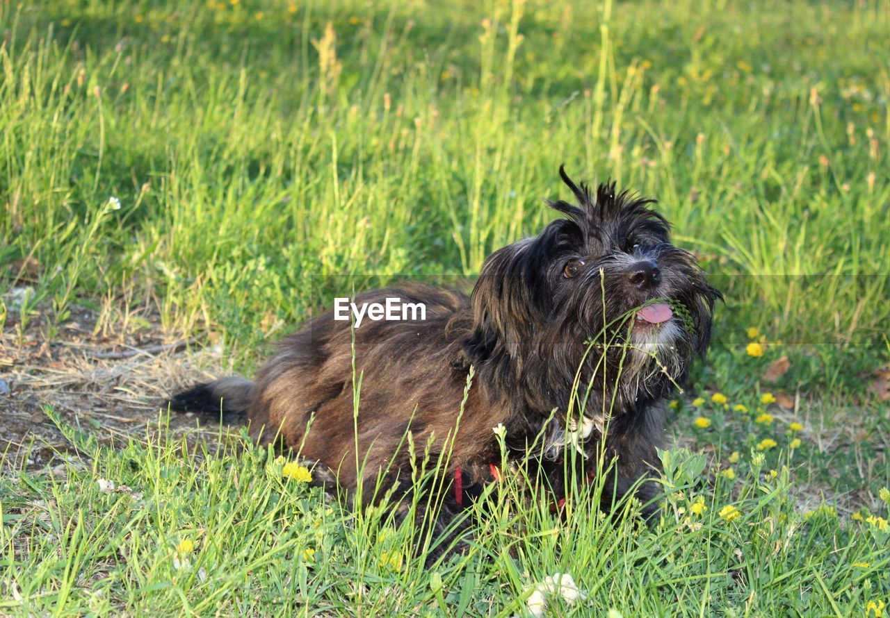 DOG SITTING IN FIELD