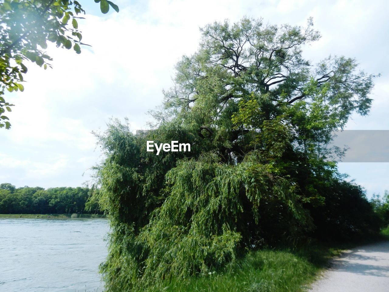 Trees on riverbank