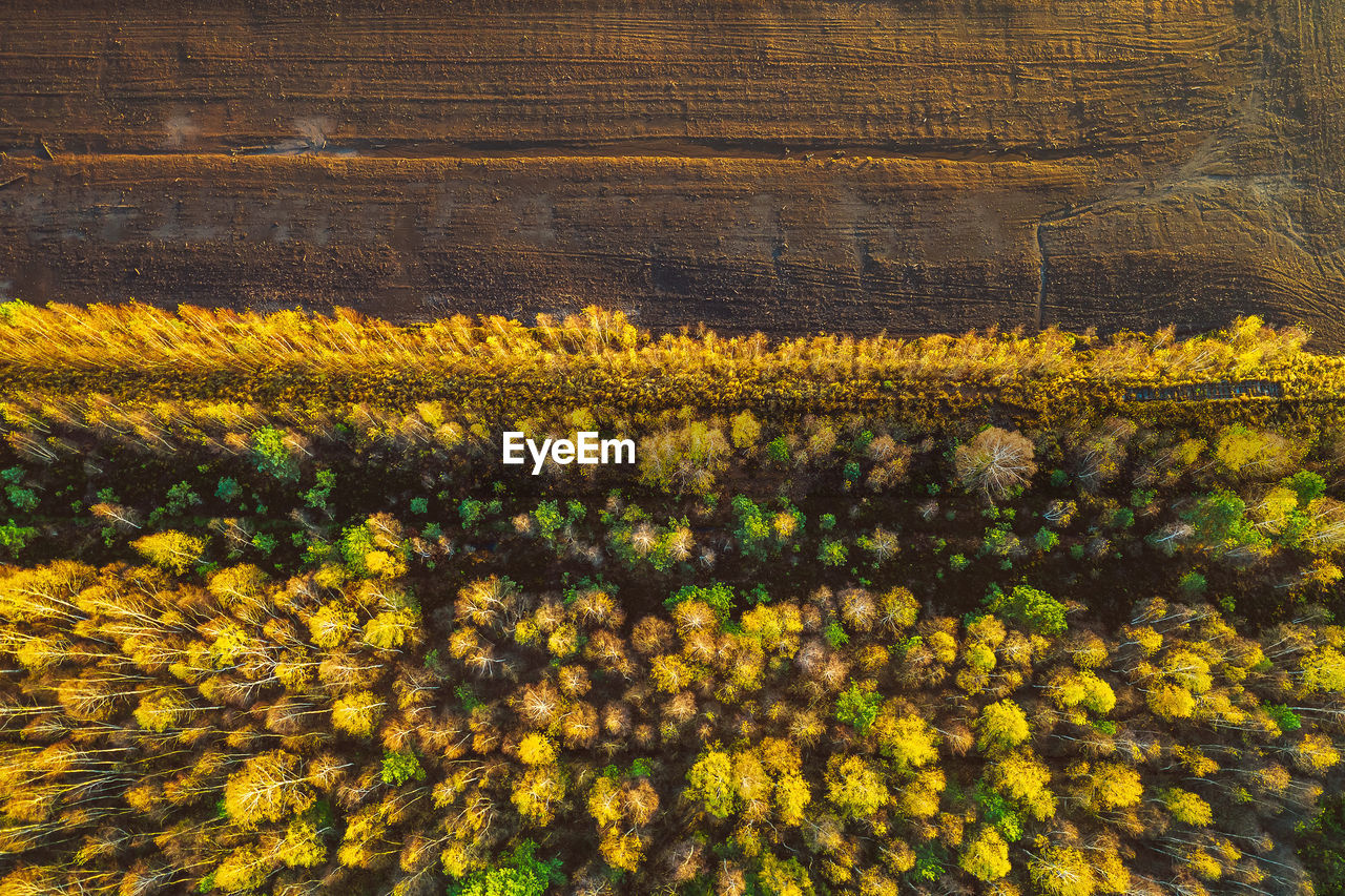 Aerial view of trees growing on landscape in forest