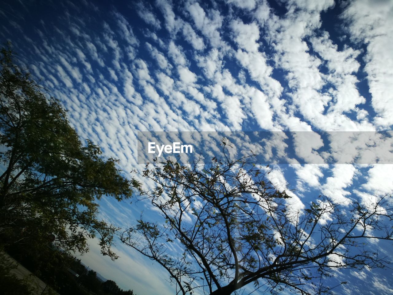 LOW ANGLE VIEW OF TREES AGAINST CLOUDY SKY