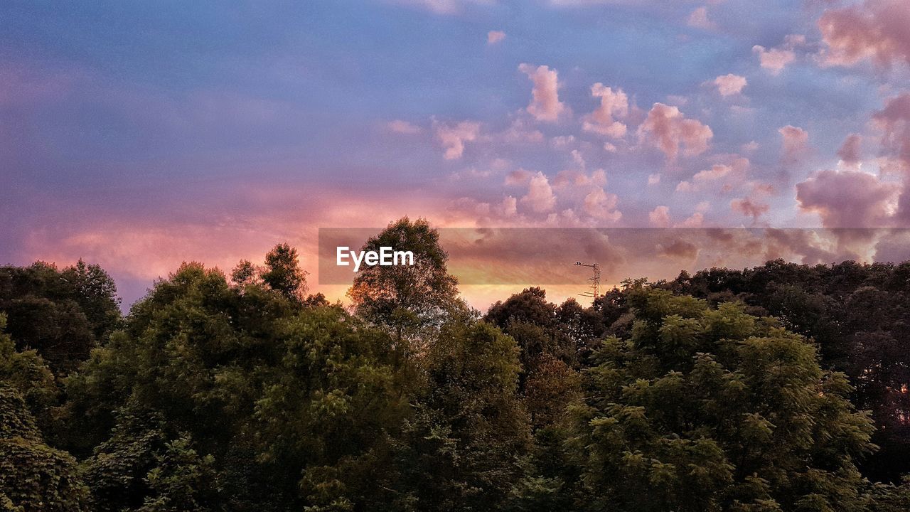 TREES AGAINST CLOUDY SKY