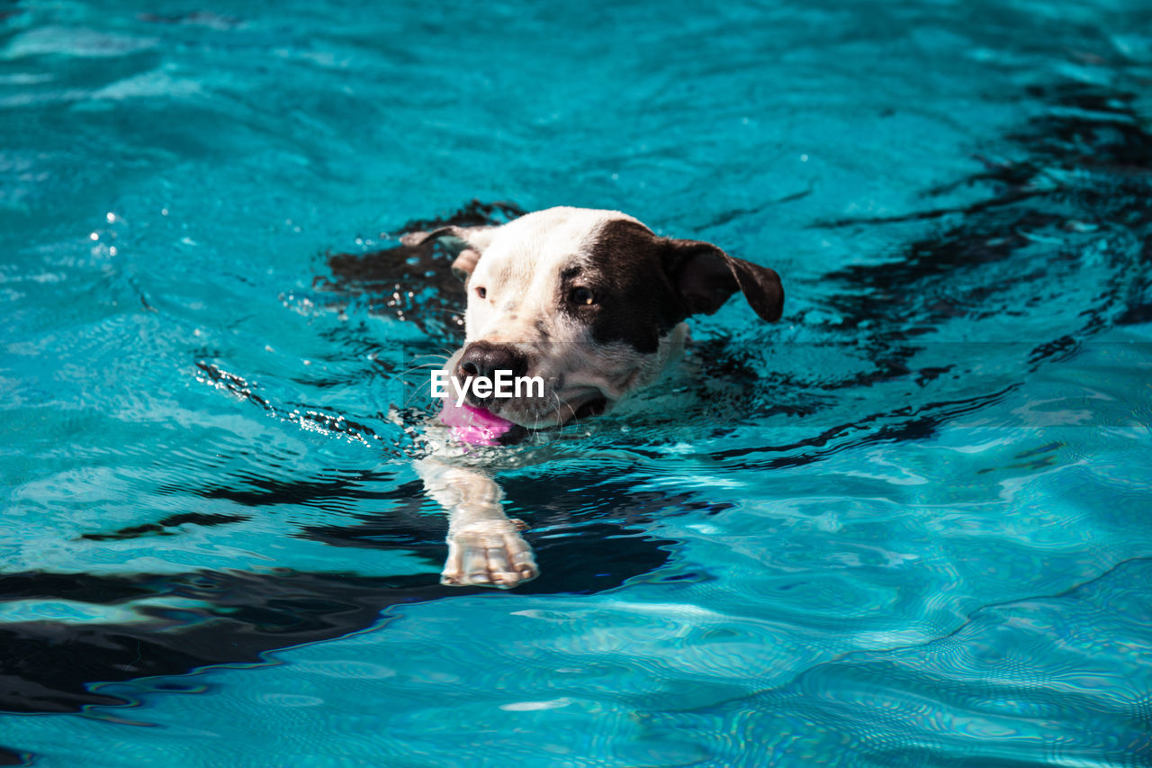 HIGH ANGLE PORTRAIT OF DOG SWIMMING IN POOL