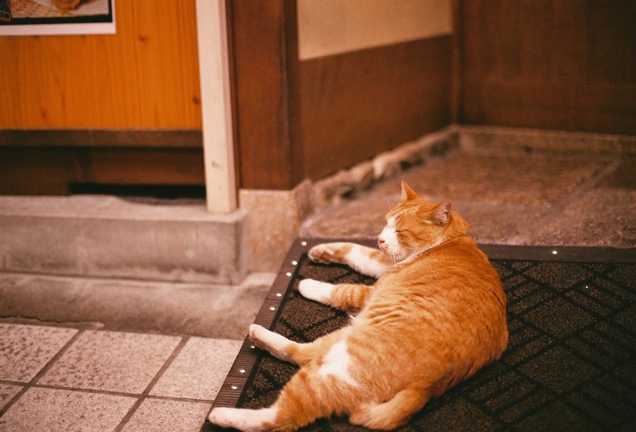 CAT ON BLANKET