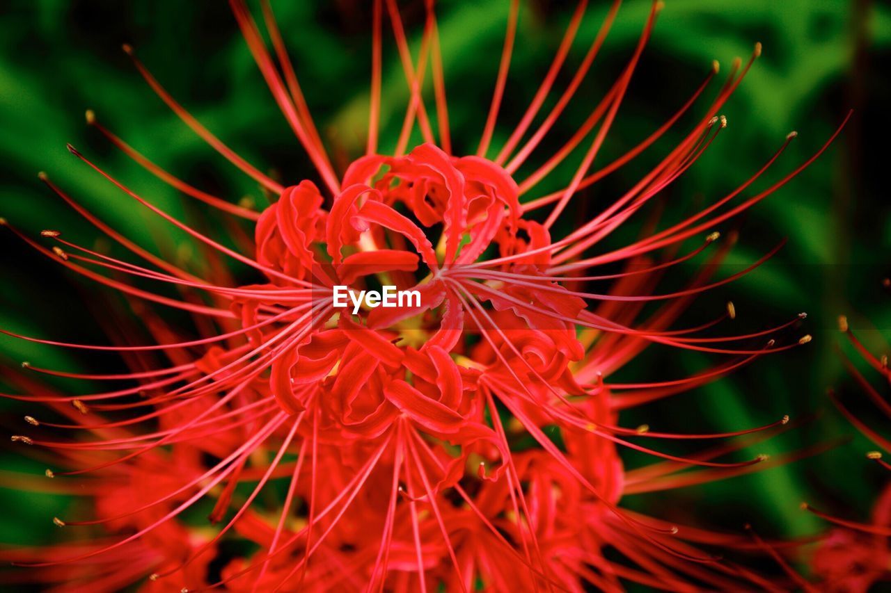 Close-up of red flower