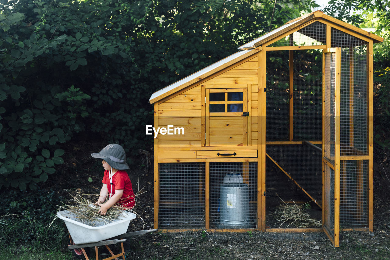 Boy wearing hat putting hay from wheelbarrow in chicken coop