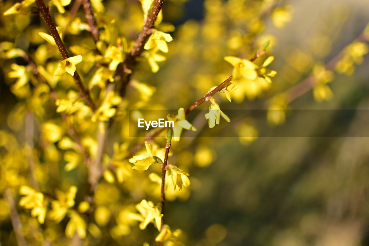 Close-up of yellow flowering plant