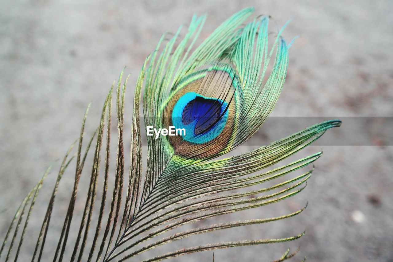 Close-up of peacock feather