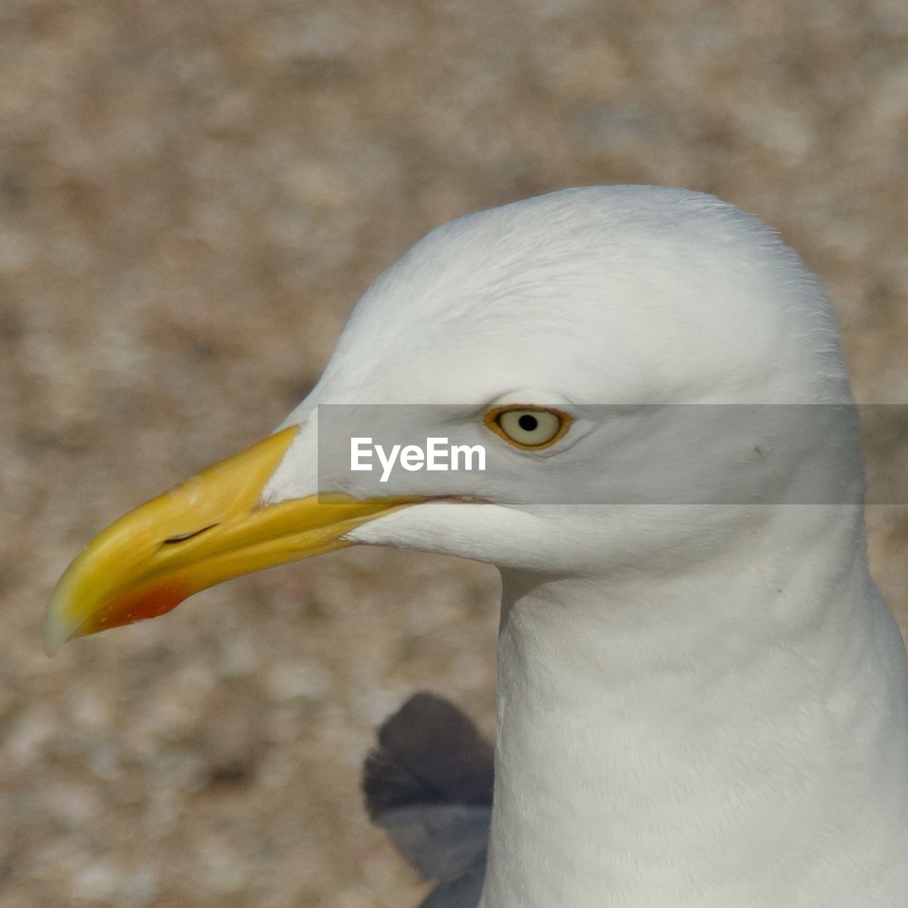 CLOSE-UP OF BIRD