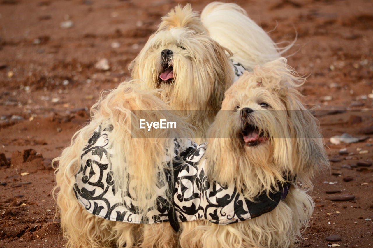 Shih tzu dogs on field