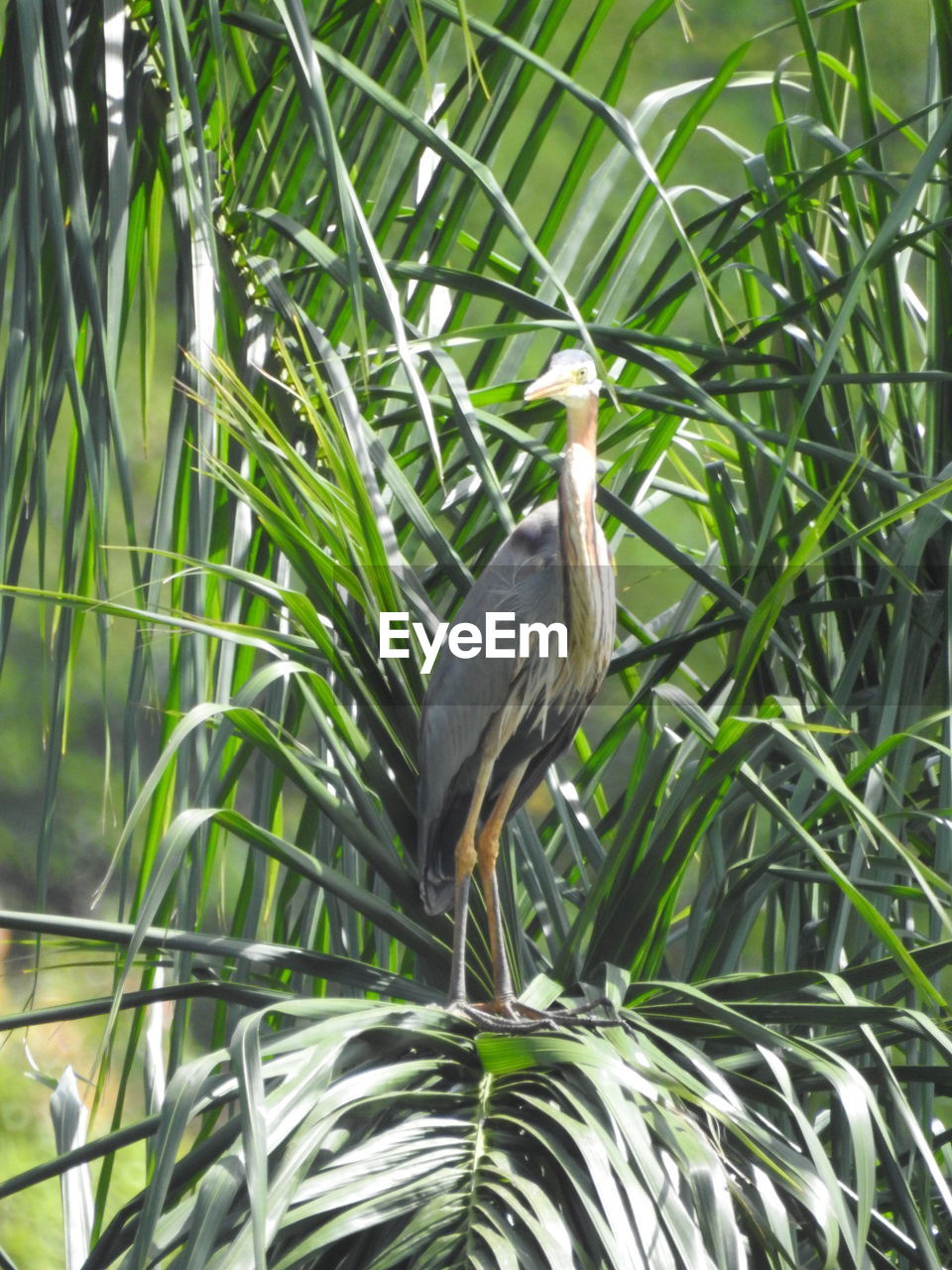 BIRD PERCHING ON PLANT