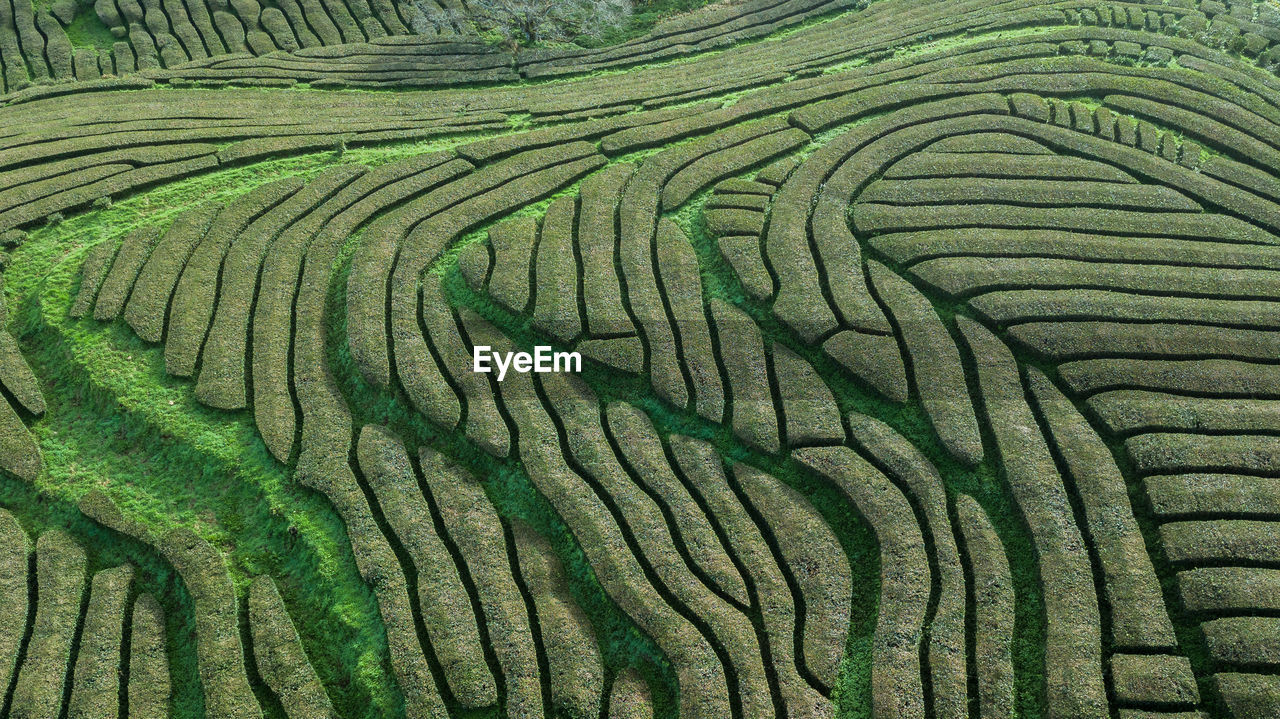 Full frame shot of agricultural field