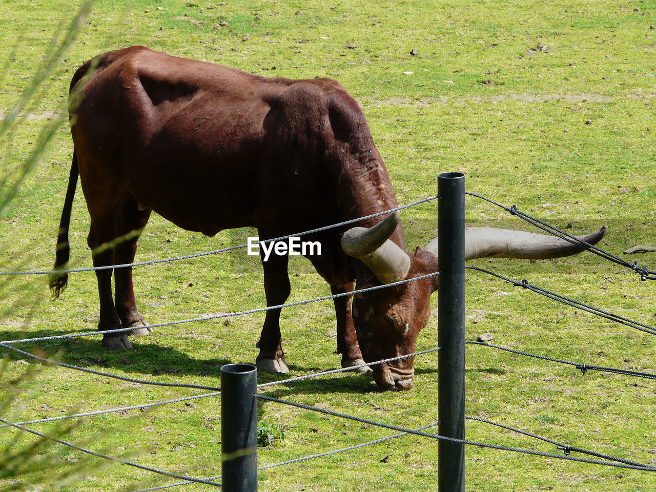 HORSES STANDING ON FIELD