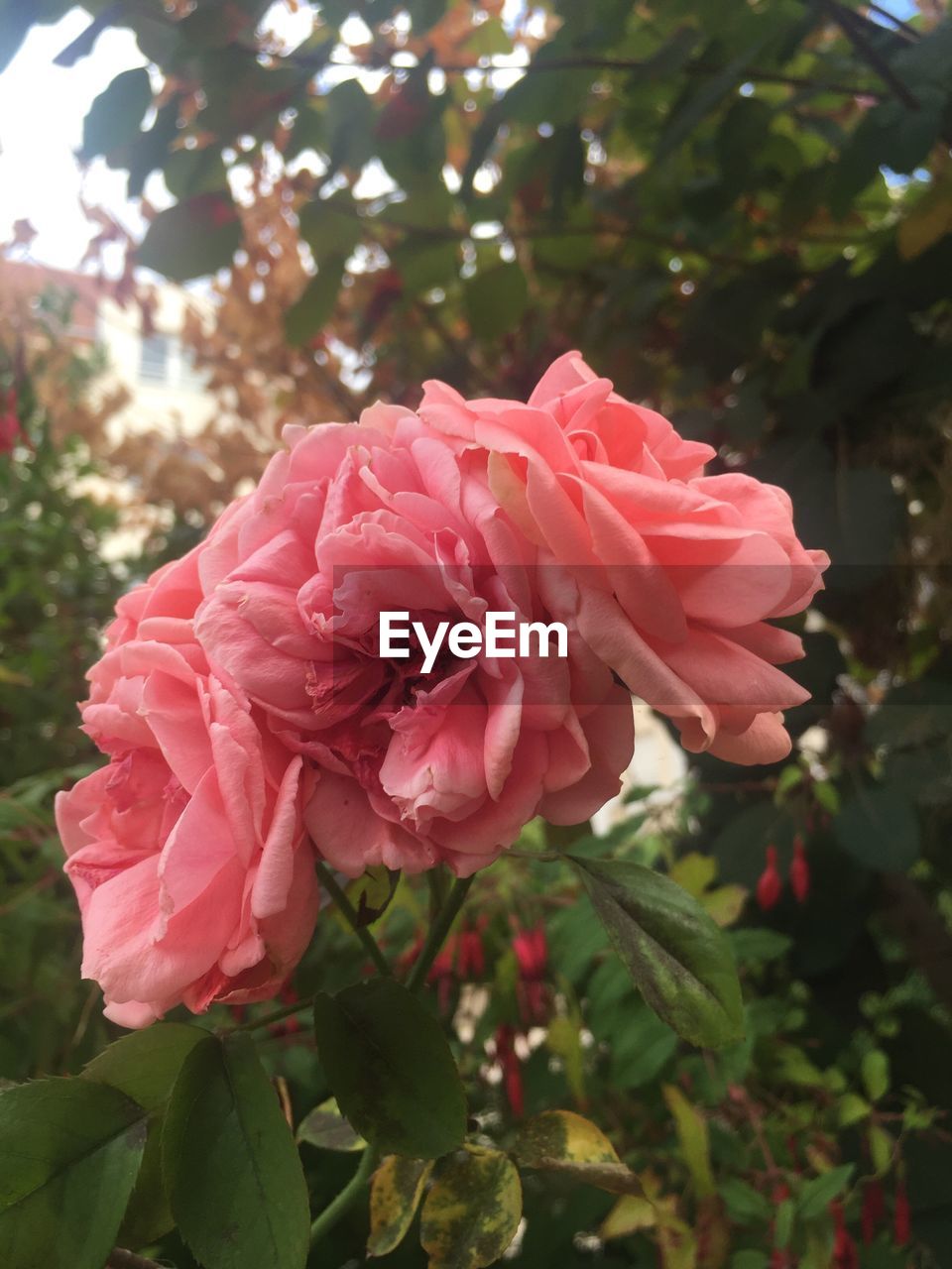 CLOSE-UP OF PINK ROSES