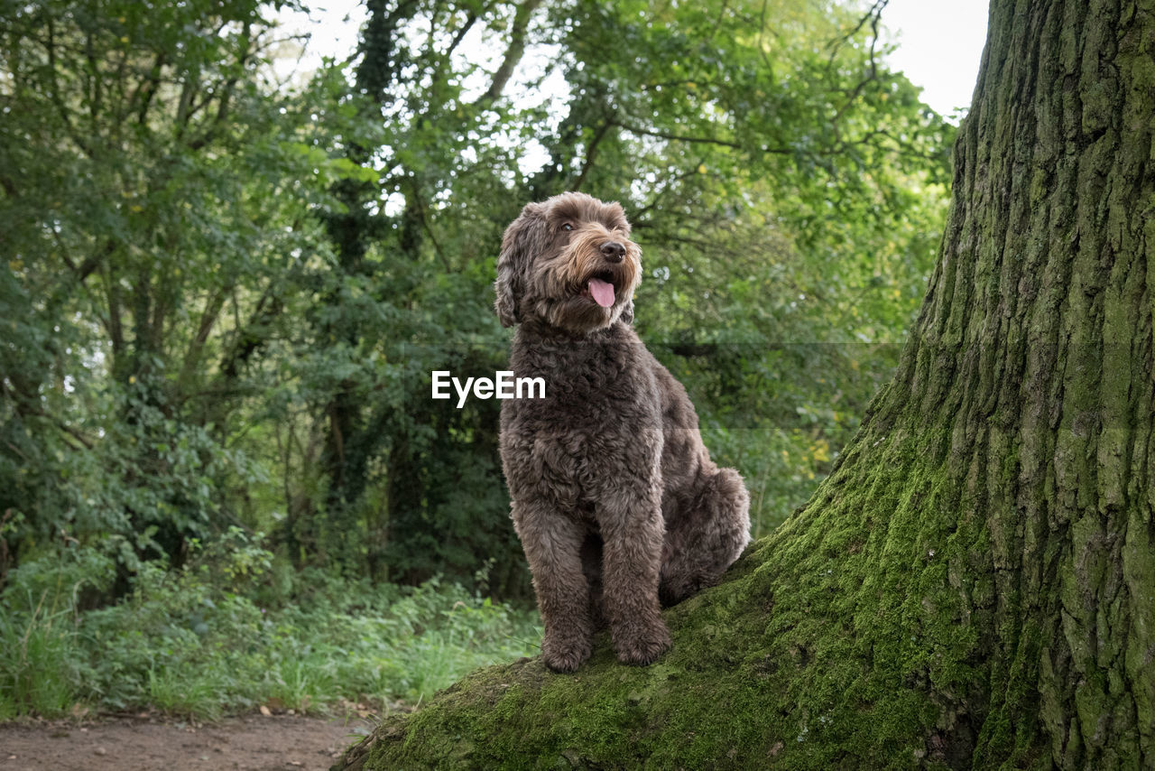 View of a dog sitting on tree trunk