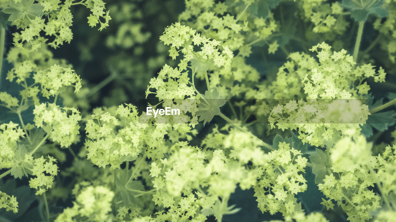 CLOSE-UP OF FLOWERING PLANTS