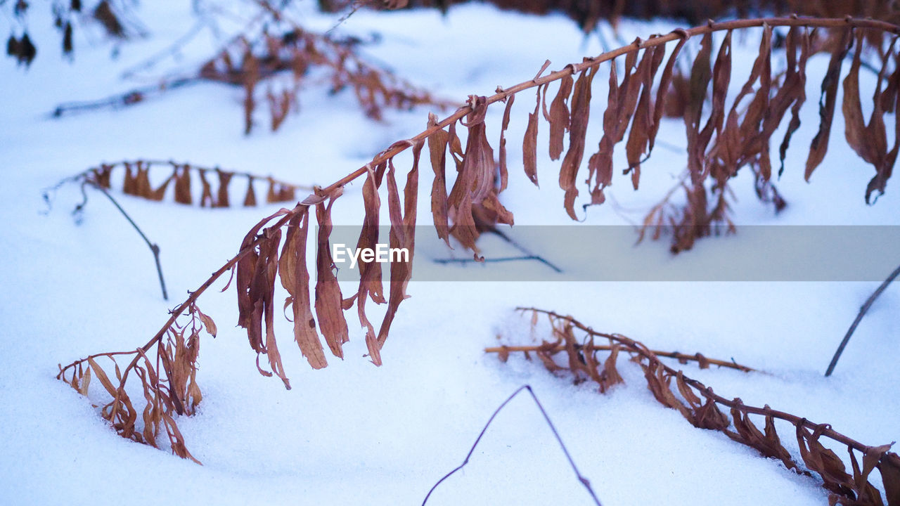 SNOW COVERED PLANTS ON LAND